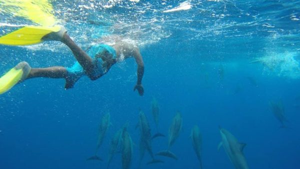 Benitier island (swim with dolphins) - Image 5